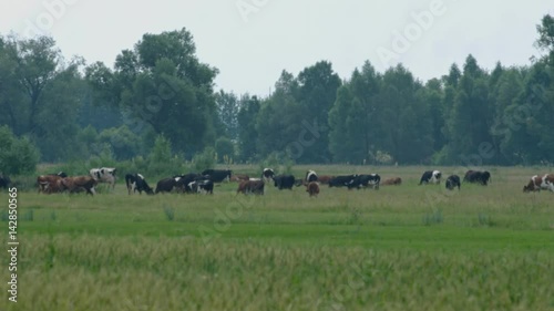 herd of cows