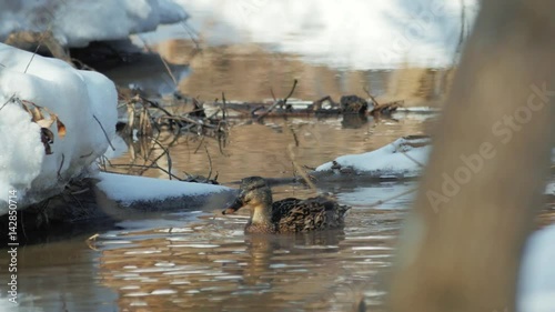 The female duck swims