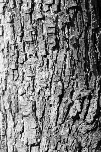 Tree bark. Monochrome photo.