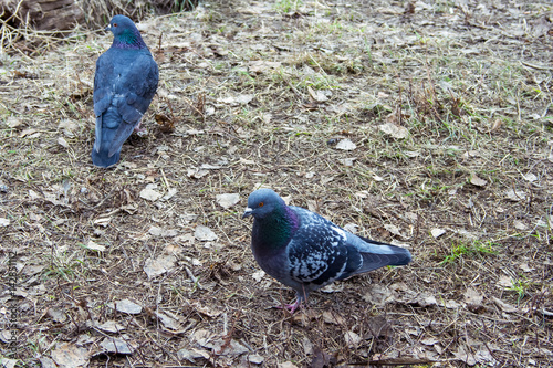 Pigeons on the ground