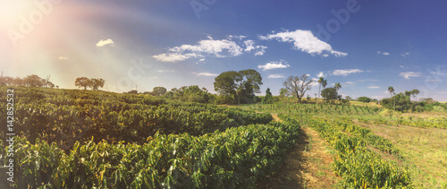 Photography Farm - Sunlight at the coffee plantation field