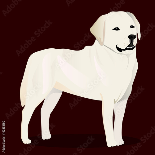 Labrador retriever dog