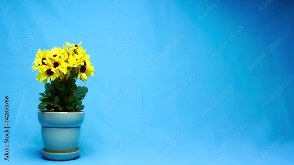 Yellow Flowers Growing in a Pot on Blue. Yellow flowers growing out of flower pot with a sky blue background. Shot in stop motion animation using artificial daisies.