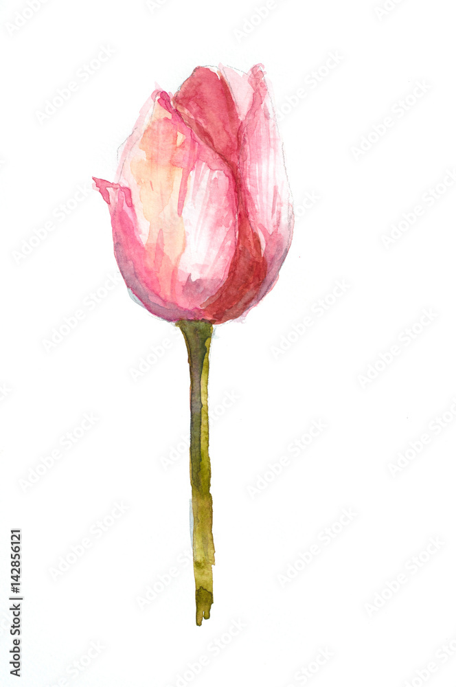 Beautiful single tulip on white, watercolor illustrator