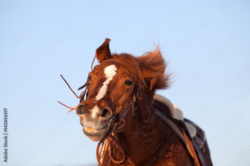 Fototapeta Zabawny uśmiech konia