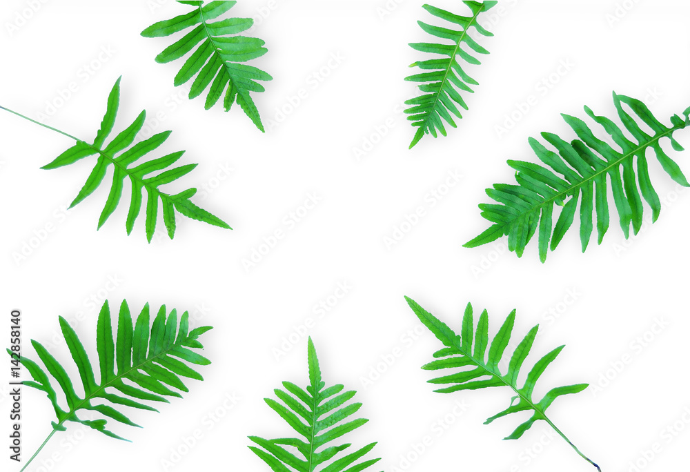 Fern branches isolated on white background. flat lay, top view. Frame of fern leaves