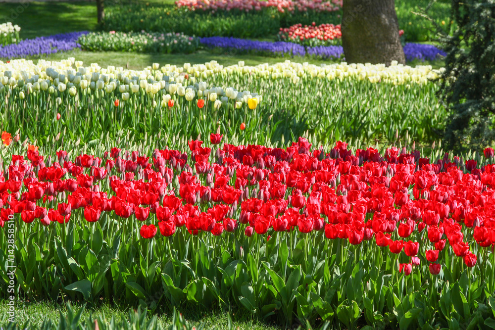 A view of a tulip garden
