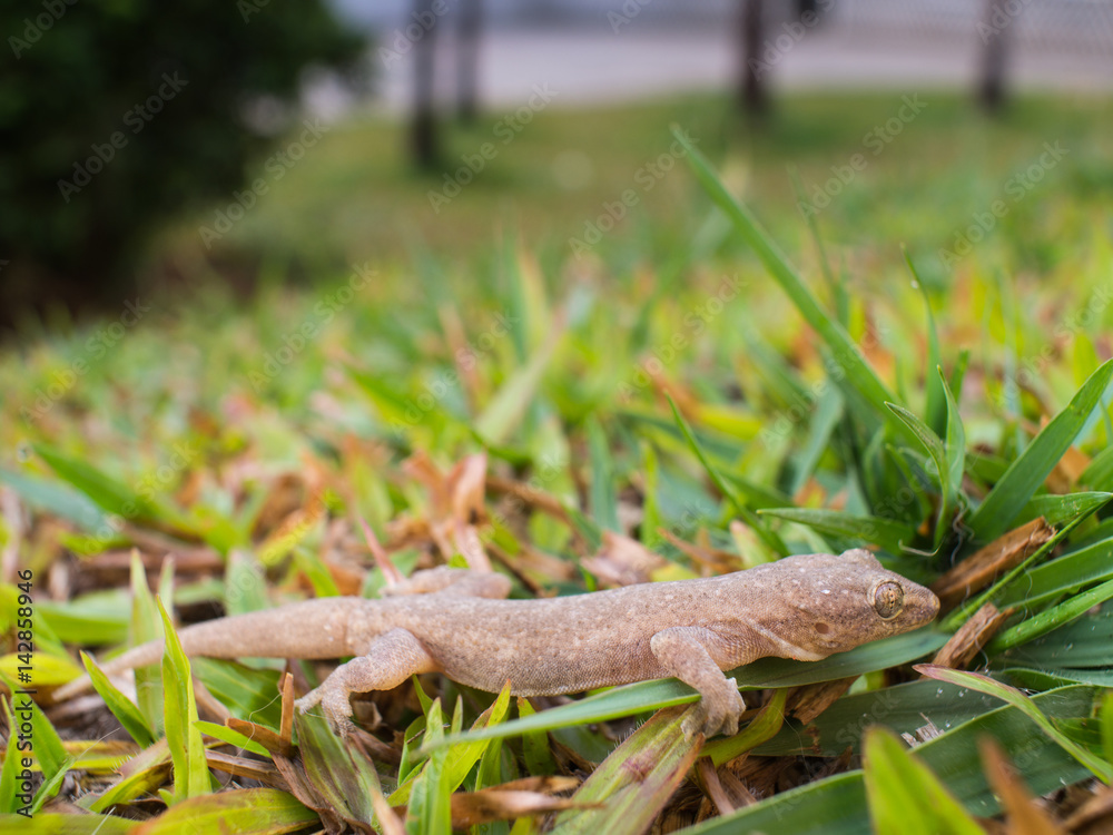 Obraz premium A House Lizard Walking