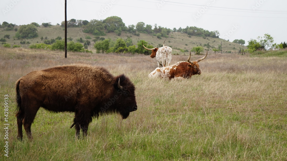 Buffalo and Longhorns in Texas