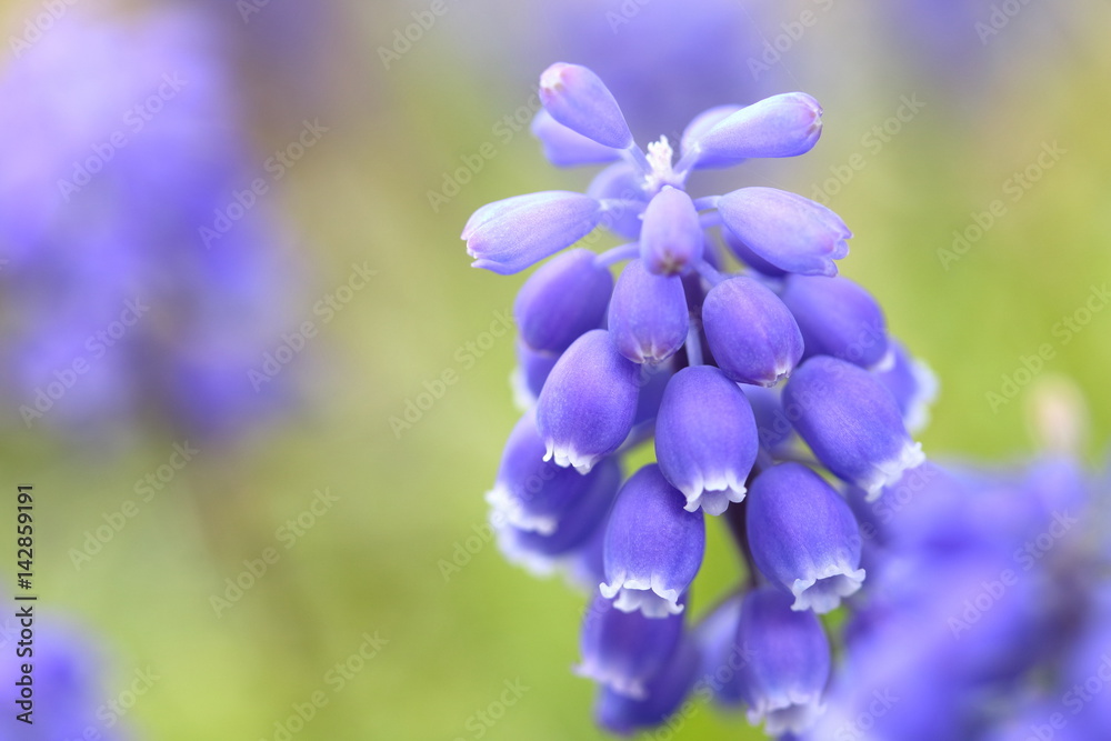 ムスカリの花
