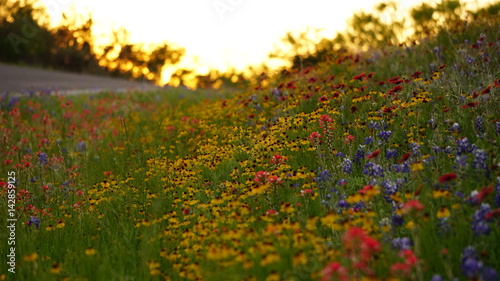 Texas Wildflowers