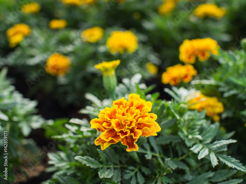 Yellow Red Calendula Blooming