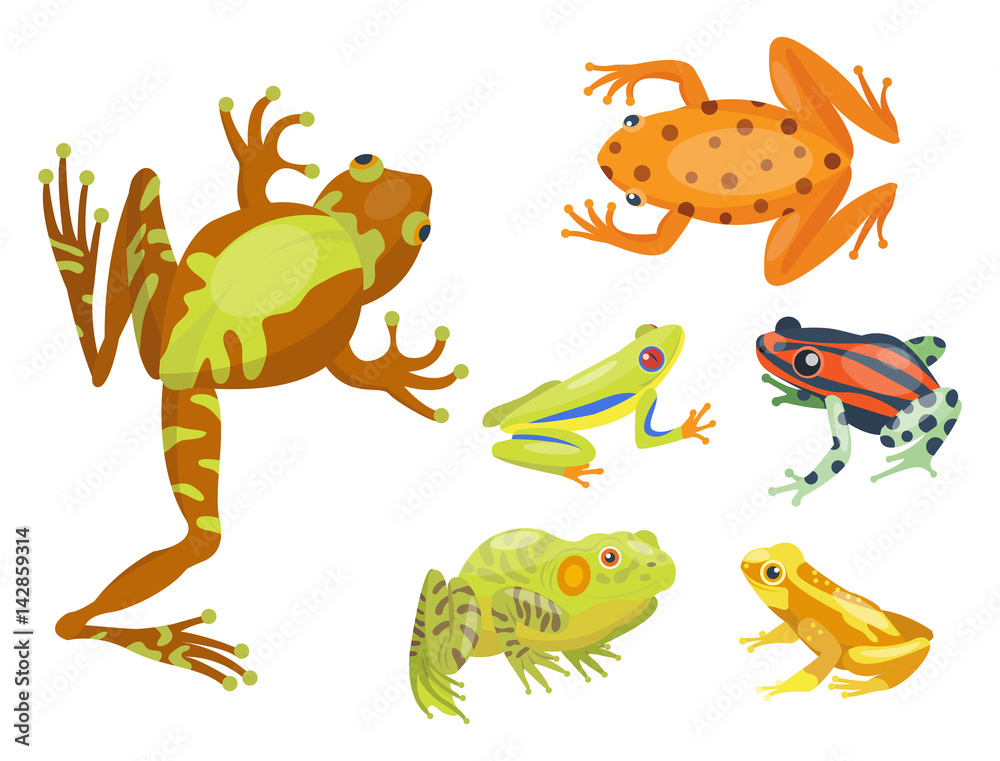 Obraz premium Frog cartoon tropical animal cartoon nature icon funny and isolated mascot character wild funny forest toad amphibian vector illustration.