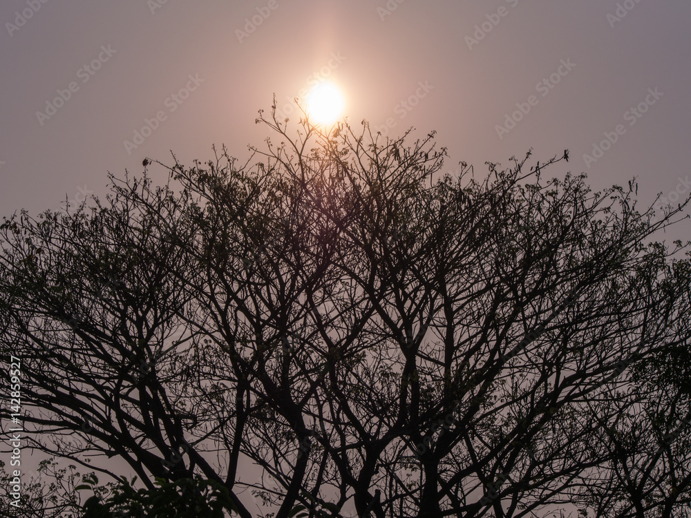 Sun above The Bush