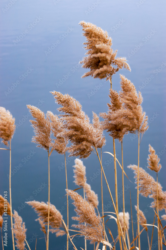 Naklejka premium Grasses Along the Resevoir