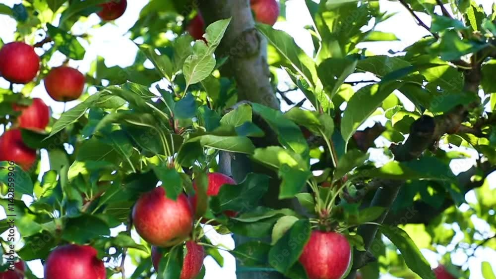 verger de pommes en slow motion 