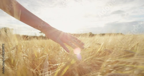 Close-up of woman's hand running through organic wheat field, steadicam shot. Slow motion. Girl's hand touching wheat ears closeup. Sun lens flare. Sustainable harvest concept.