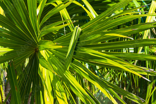 Green leaf of tropical plant