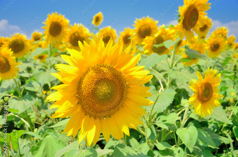 夏空に咲くひまわりの花 夏空に咲くひまわりの花