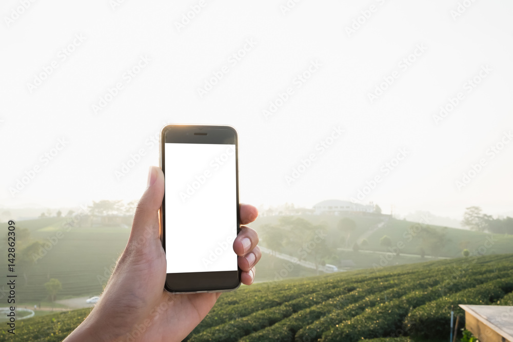 Close up of a man using smartphone with blank screen mobile in sunny and tea field background, Chiangmai, Thailand.