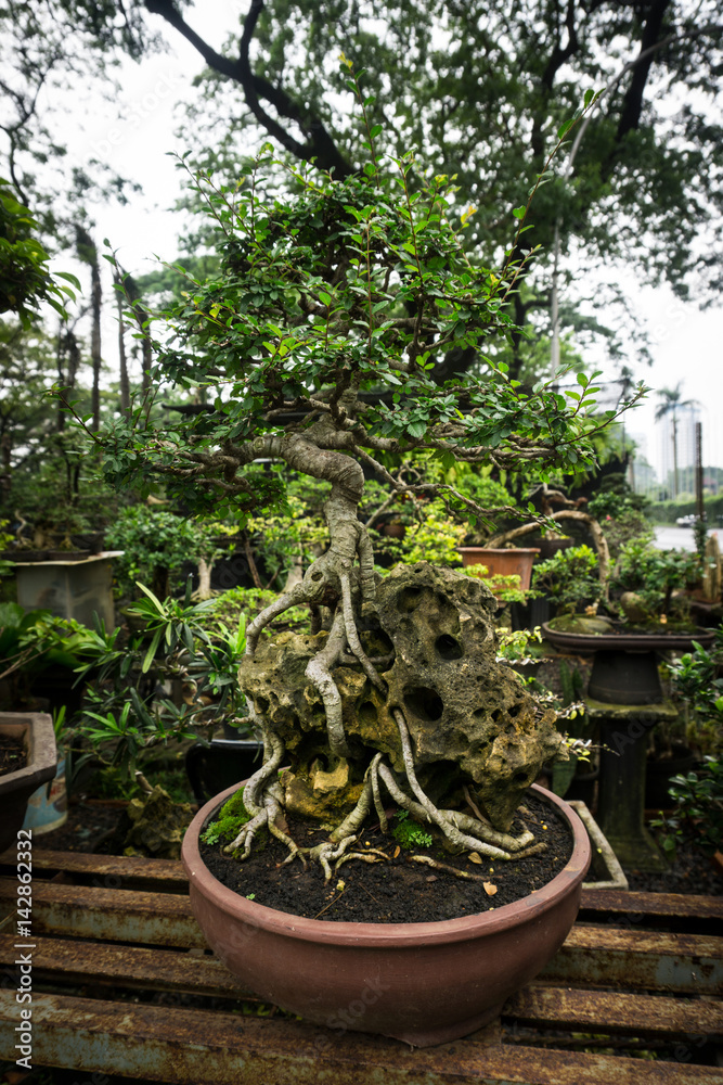 Bonsai tree in a pot made from clay for decorative plants sell at plant seller photo taken in Jakarta Indonesia Bonsai tree in a pot made from clay for decorative plants sell at plant seller photo taken in Jakarta Indonesia
