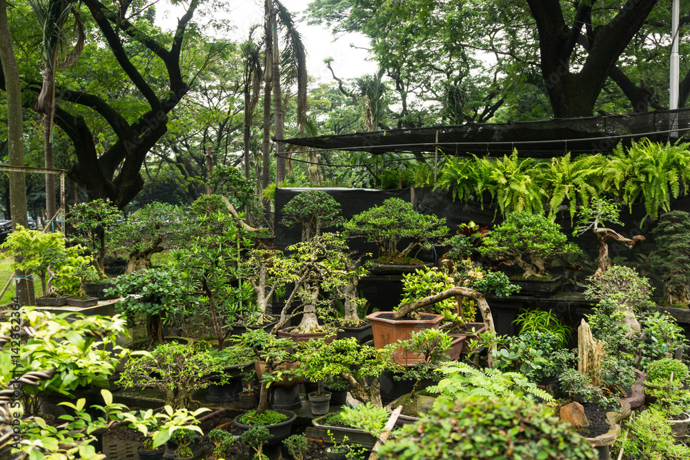 Various kind of Bonsai tree sell in plant store for decorative plants photo taken in Jakarta Indonesia Various kind of Bonsai tree sell in plant store for decorative plants photo taken in Jakarta Indonesia