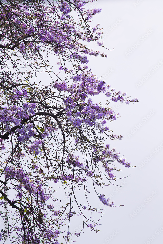 Lagerstroemia floribunda,Purple flower,Thai flower,tree.