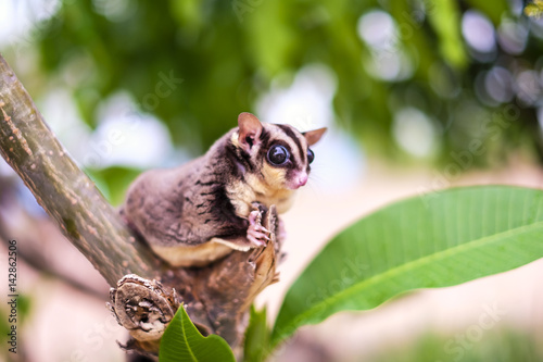 Fototapeta Naklejka Na Ścianę i Meble -  Sugar Glider on branch against brown wooden on tree bokeh background. Pet with Perverse habits. (Petaurus Breviceps)