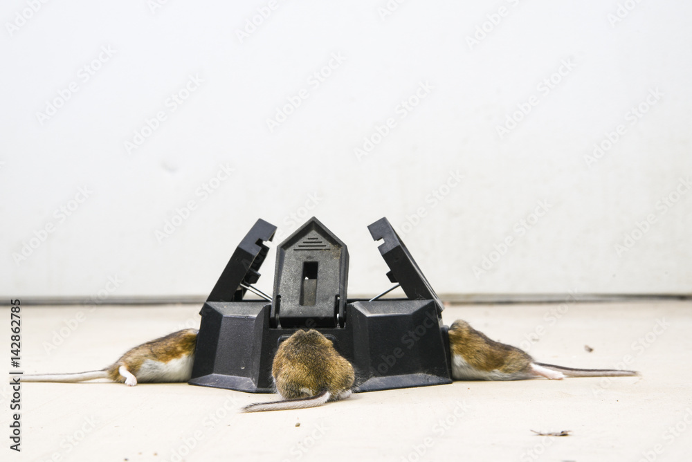 Three hole trap with trapped mice in each compartment, from mouse ...