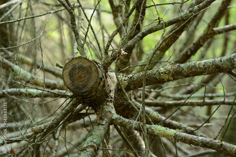 Obraz premium a tree that fell down during a storm