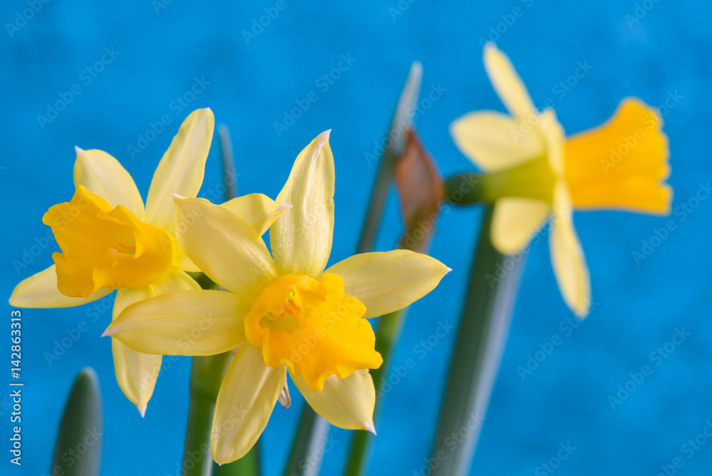 Fototapeta premium Jonquil or Narcissus flowers against a blue background, Macro with shallow depth of field of Daffodil