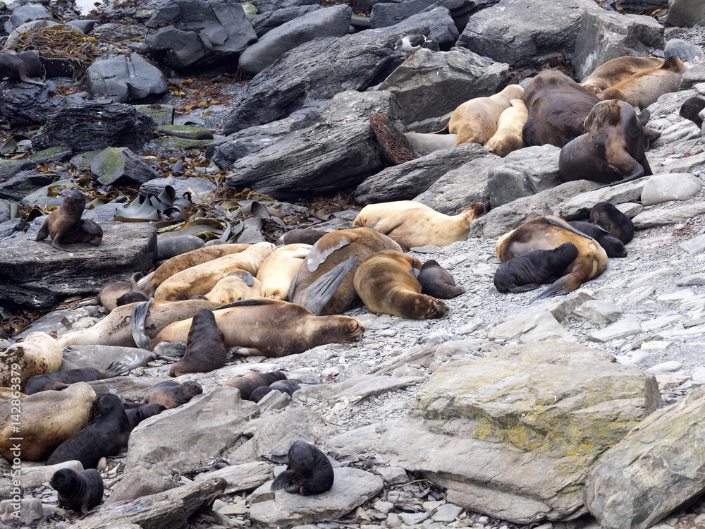 South American sea lion, Otaria flavescens, females with cubs, Sea Lion Island, Falkand / Malvinas