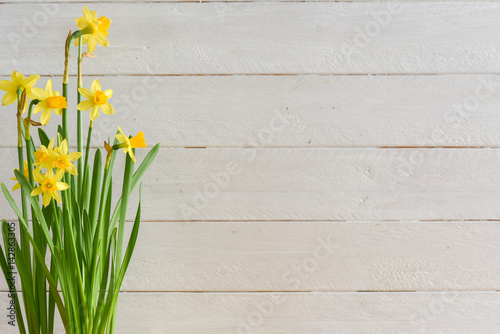 A cluster of miniature daffodils, Lent flower, Narcissus or Jonquil on a white wood panel surface with copy space