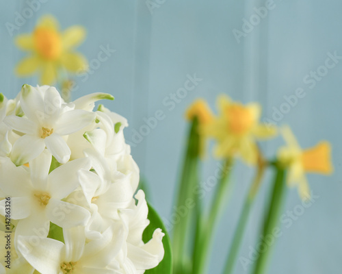 Close up of white hyacinth with daffodils in the background. Shallow depth of field