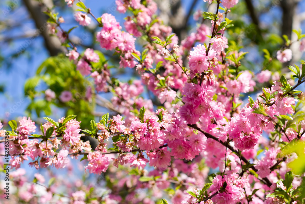 Branch of the Japanese cherry sakura blossoms Branch of the Japanese cherry sakura blossoms