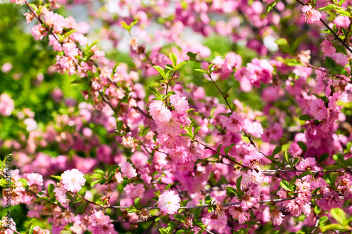 Branch of the Japanese cherry sakura blossoms © Baikal360