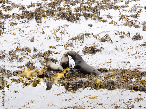 South American sea lion, Otaria flavescens, females with cubs, Sea Lion Island, Falkand / Malvinas photo