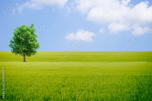 Earth day of Ecology concept and tree Grassy sky 