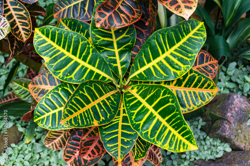 Garden croton plant striking foliage background photo