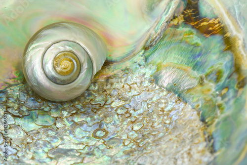A small mother of pearl shell nested inside an abalone shell