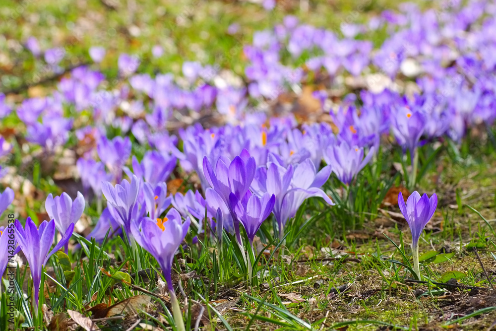 Drebach Krokuswiesen im Erzgebirge - Crocus flowers in Drebach, Saxony Drebach Krokuswiesen im Erzgebirge - Crocus flowers in Drebach, Saxony