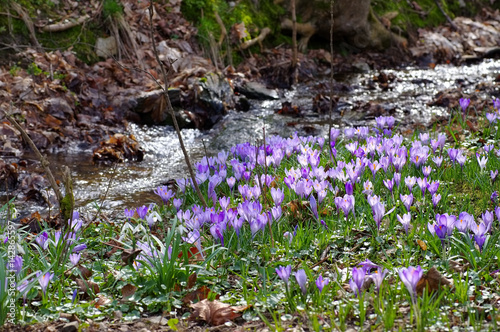 Drebach Krokuswiesen im Erzgebirge  - Crocus flowers in Drebach, Saxony photo