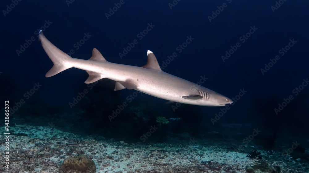 Fototapeta premium Weisspitzen Riffhai