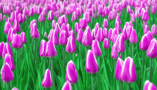 Soft Blur Purple Tulips Field