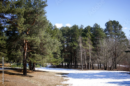 pine forest