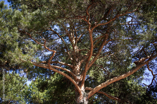 pine