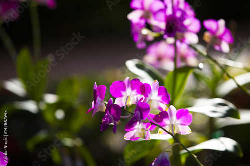 Pink Singapore Orchids