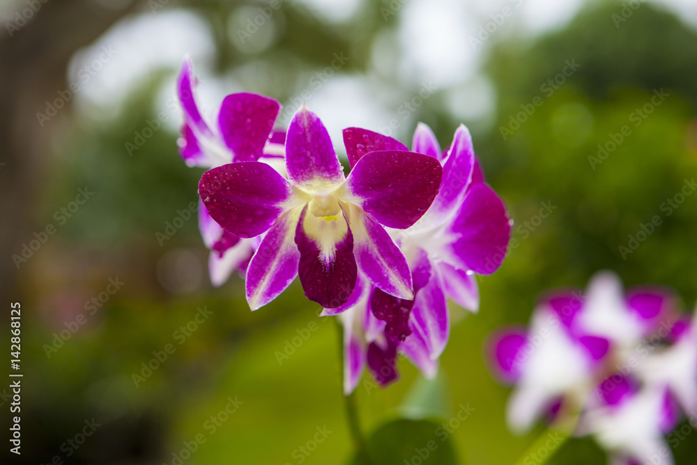 Pink Singapore Orchids