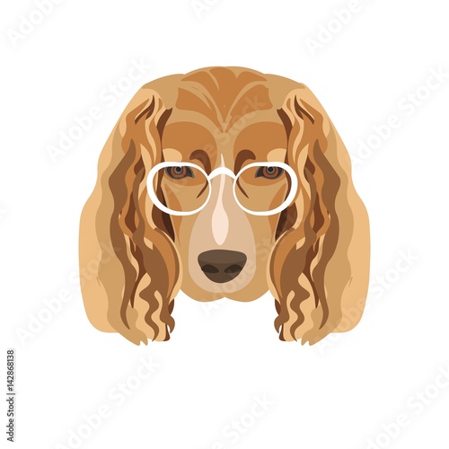 Irish setter breed dog in white glasses isolated