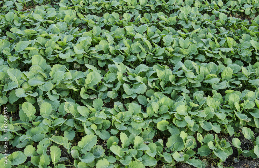Rows of young canola plants in a field. Rows of young canola plants in a field.